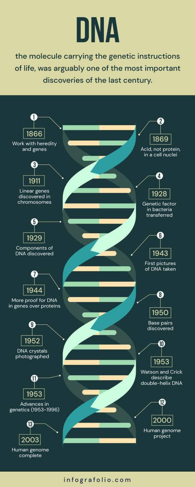 Roadmap-Infographics Infographics Yellow and Green Dna Roadmap Infographic Template powerpoint-template keynote-template google-slides-template infographic-template