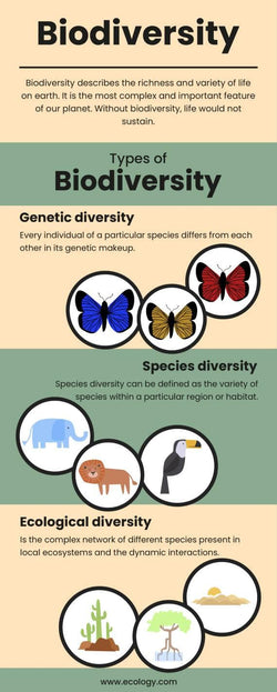Environment-Infographics Infographics Biodiversity Environment Infographic Template powerpoint-template keynote-template google-slides-template infographic-template
