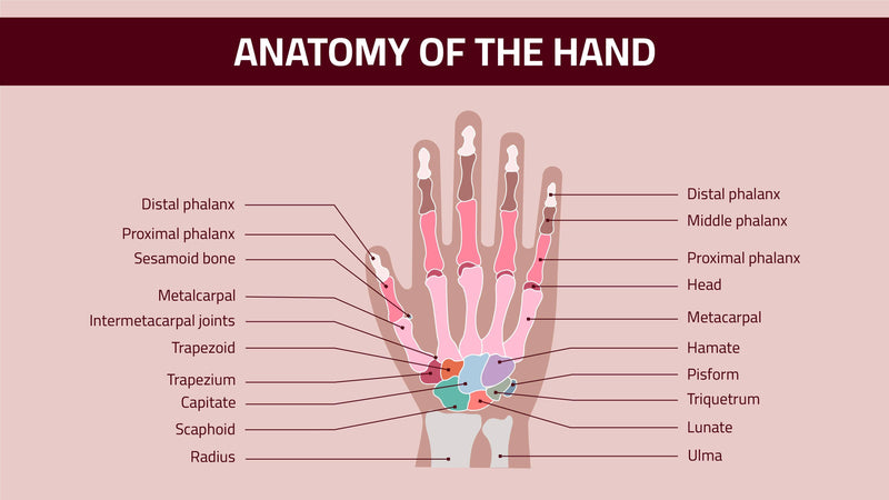 Anatomy-Slides Slides Anatomy of the Hand Infographic Template powerpoint-template keynote-template google-slides-template infographic-template