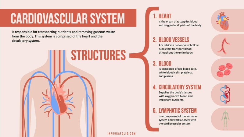 Anatomy-Slides Slides Anatomy Slide Infographic Template S09142202 powerpoint-template keynote-template google-slides-template infographic-template