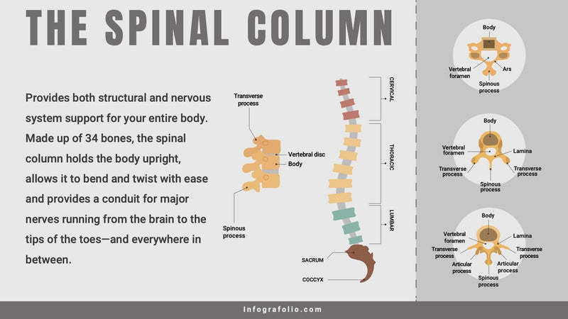 Anatomy-Slides Slides Anatomy Slide Infographic Template S09142208 powerpoint-template keynote-template google-slides-template infographic-template