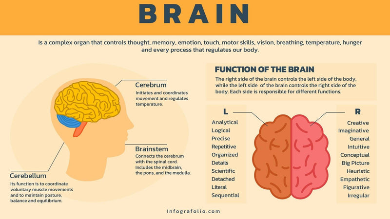 Anatomy-Slides Slides Brain Anatomy Infographic Template powerpoint-template keynote-template google-slides-template infographic-template