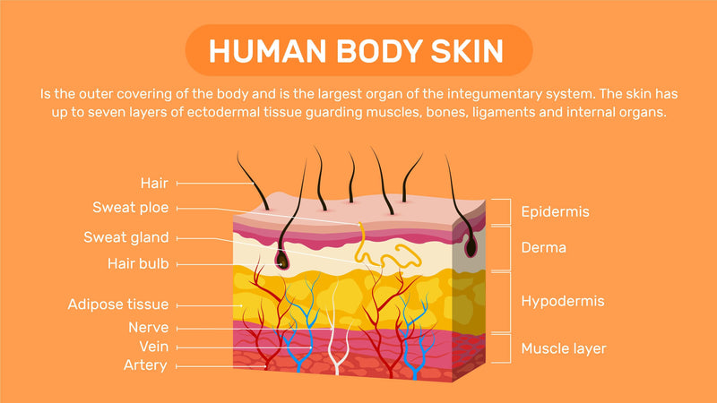 Anatomy-Slides Slides Human Body Skin Anatomy Infographic Template powerpoint-template keynote-template google-slides-template infographic-template