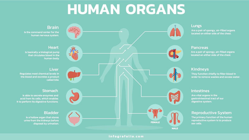 Anatomy-Slides Slides Human Organs Anatomy Infographic Template powerpoint-template keynote-template google-slides-template infographic-template