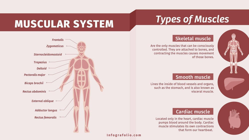 Anatomy-Slides Slides Muscular System Anatomy Infographic Template powerpoint-template keynote-template google-slides-template infographic-template