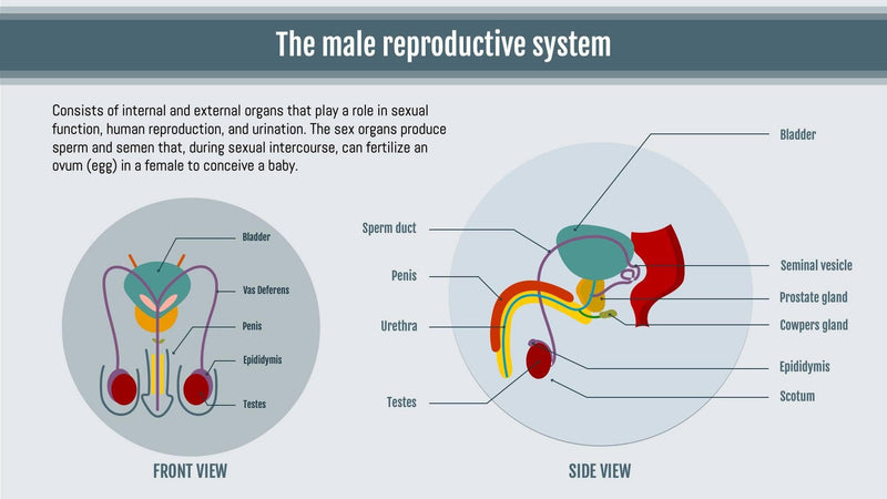 Anatomy-Slides Slides The Male Reproductive System Anatomy Infographic Template powerpoint-template keynote-template google-slides-template infographic-template