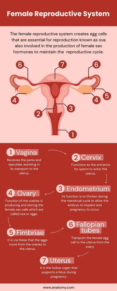Anatomy-Infographics Infographics Female Reproductive System Anatomy Infographic Template powerpoint-template keynote-template google-slides-template infographic-template