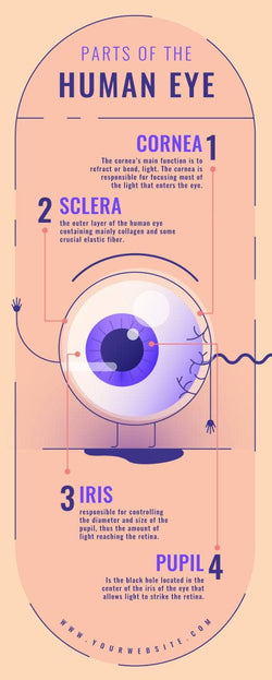 Anatomy-Infographics Infographics Parts of the Human Eye Anatomy Infographic Template powerpoint-template keynote-template google-slides-template infographic-template