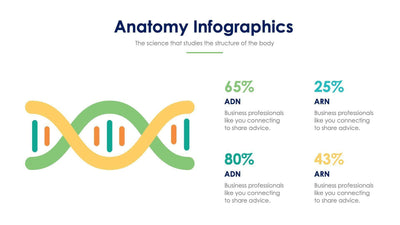 Anatomy Slide Infographic Template S11192108-Slides-Anatomy-Slides-Powerpoint-Keynote-Google-Slides-Adobe-Illustrator-Infografolio