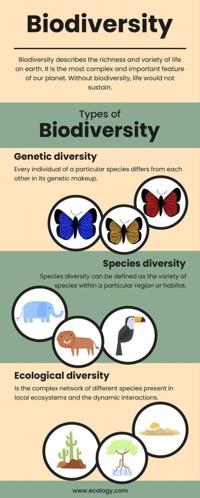 Environment-Infographics Infographics Biodiversity Environment Infographic Template powerpoint-template keynote-template google-slides-template infographic-template