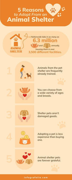 Nonprofit-Infographics Infographics Five Reasons to Adopt From an Animal Shelter Nonprofit Infographic Template powerpoint-template keynote-template google-slides-template infographic-template